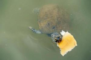 Turtle in pond photo