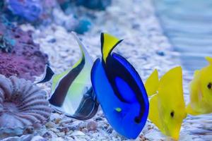 The marine fish are color of the sea. photo