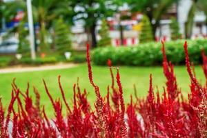 celosia argentea o la cresta de gallo de plata foto