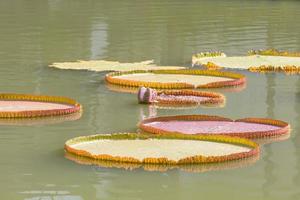 Victoria waterlily or Victoria amazonica photo