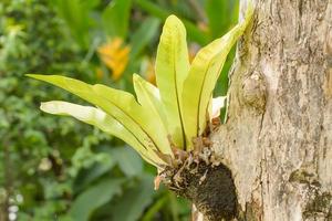 Asplenium nidus growing on the trees eyes photo