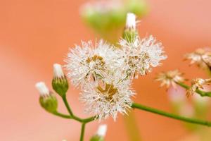 Poaceae or Gramineae photo