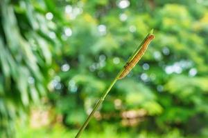 Caterpillar on grass photo