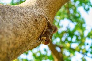 la ardilla come nuez en el árbol foto