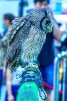 Owl on artificial grass rod. It is a popular pet in Thailand. photo