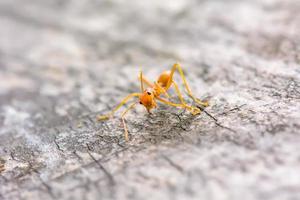 Single red ant photo