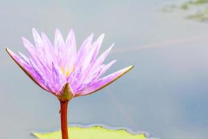 Lotus is many colors and beautiful in ponds, is a symbol of Buddhism. photo