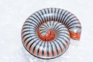 Closeup of a millipede on aluminum floor. photo