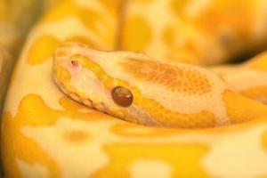 Albino burmese python photo