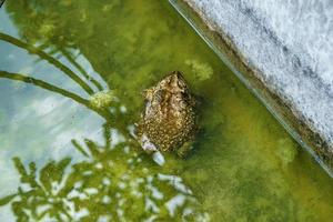 Frog in pond photo