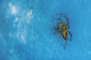 Spider on the metal ground photo