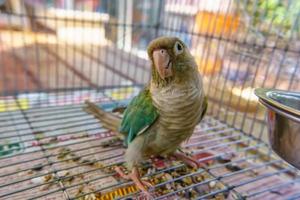 el periquito de mejillas verdes o el conure de mejillas verdes son mascotas lindas. foto