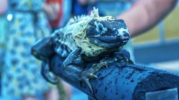 Iguana on the tree photo