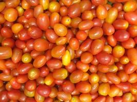 Close up mini tomato plants, also called micro tomatoes. photo