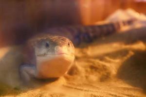 Blue-tongued skink on the sand photo