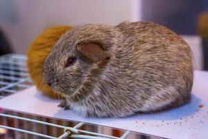 Guinea pig on the cage photo