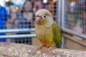 Parrots are posing to take the picture. photo