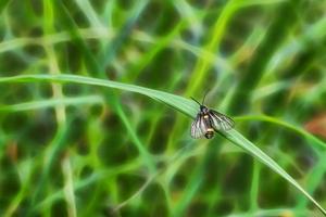 The insect on the grass on a nature background. photo