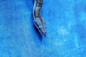 la serpiente es mascota foto