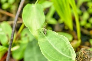 Black ant on a leaf photo