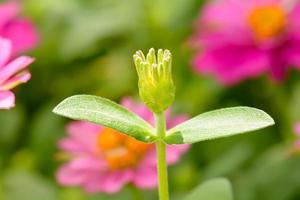 Zinnia elegans on a nature background. photo