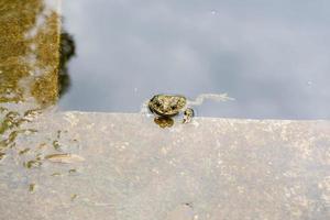 The toad in the cement pond. photo