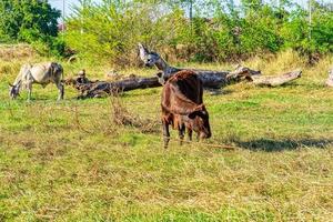 Cow standing on meadow photo