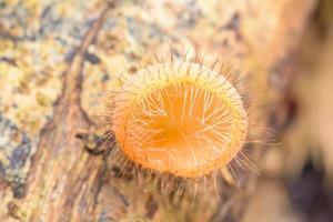 cookeina sulcipes bajo la lluvia. cookeina es un género de hongos de taza de la familia sarcoscyphaceae, cuyos miembros se pueden encontrar en regiones tropicales y subtropicales del mundo. foto