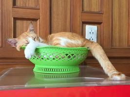 Cat sleeping in a basket photo