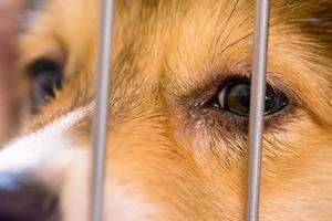 Dogs are crying in the cage photo