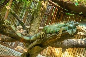 Green Iguana on the tree photo