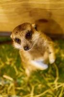 Meerkat are poses photography photo