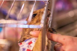 Prairie dog in a cage photo