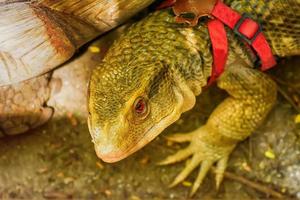 The monitor lizard on a nature background. photo