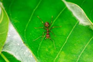 Single red ant