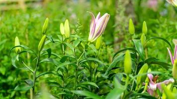 Lily in the garden on a nature background. photo
