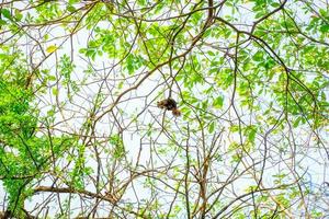 Squirrel eat nut on the tree photo