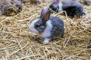 los conejos son pequeños mamíferos foto