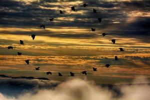siluate masas heron volando son símbolo del corazón foto