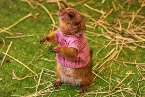 Prairie dog are poses photography photo