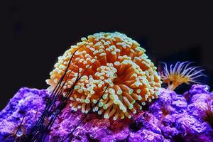 The sea anemone are color of the sea. photo