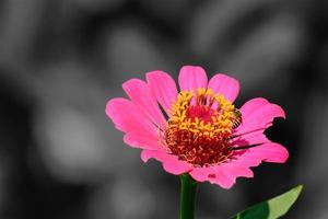 Bees on zinnia elegans photo