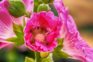 Hollyhock flower is many colors and beautiful in the garden. photo
