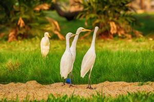 Heron on the lawn photo