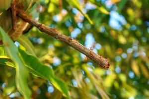 Many ants walking photo