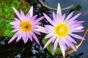 el loto es de muchos colores y hermoso en estanques, es un símbolo del budismo. foto