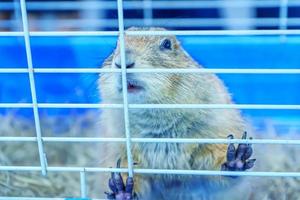 Prairie dog in a cage photo