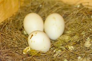 3 eggs on a pile of straw photo