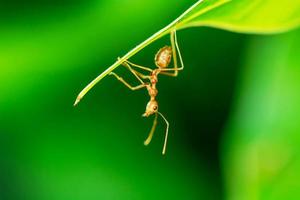 Single red ant photo