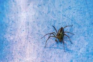 Spider on the metal ground photo